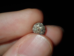 Eurytrochus strangei