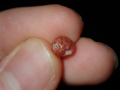 Cantharidella picturata