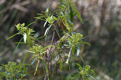 Barkleyanthus salicifolius, photograph 2