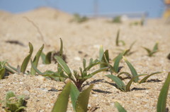 Cakile maritima euxina