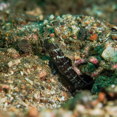Cryptocentrus sericus