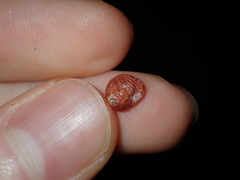 Cantharidella picturata