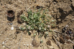 Holosteum umbellatum