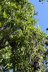 Salix bonplandiana, photograph (c) Neptalí Ramírez Marcial, some rights reserved (CC BY)