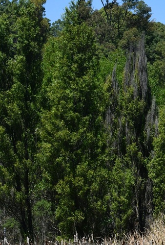 Salix bonplandiana, photograph 5
