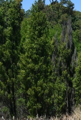 Salix bonplandiana, photograph (c) Neptalí Ramírez Marcial, some rights reserved (CC BY)