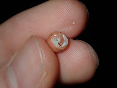 Cantharidella picturata