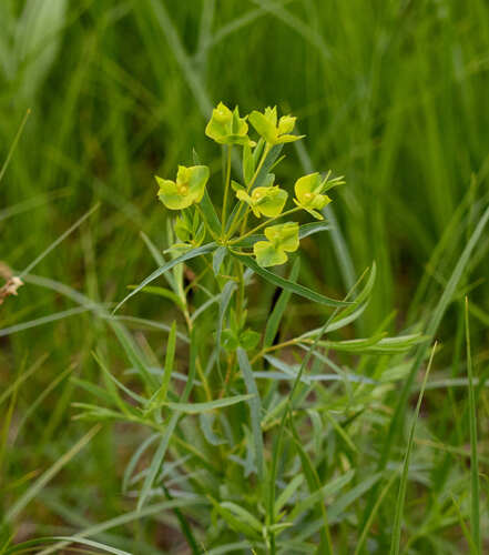 steppe spurge