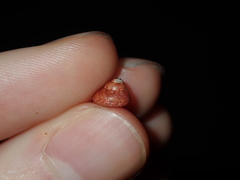 Cantharidella picturata