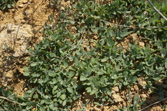 Atriplex aucheri