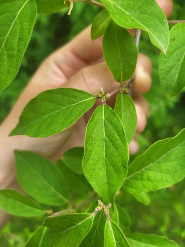 Amur honeysuckle