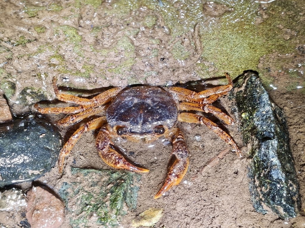 Potamiscus rongjingensis