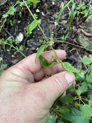 Urtica chamaedryoides, photograph 4