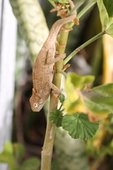 Bradypodion ventrale