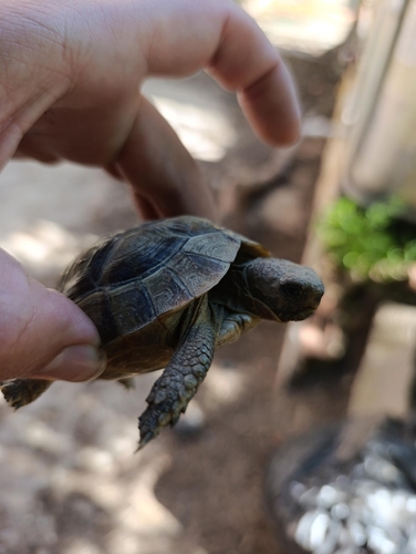 Greek Tortoise