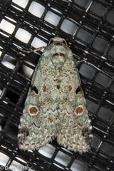 Maliattha concinnimacula