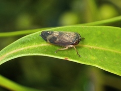 Neotartessus flavipes