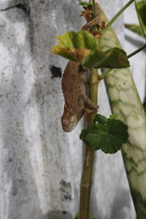 Bradypodion ventrale