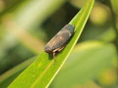 Neotartessus flavipes