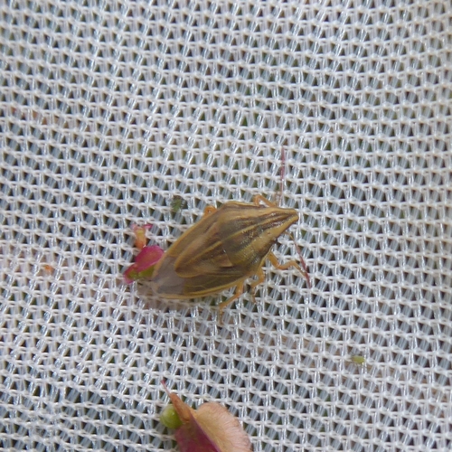 Bishop's Mitre Shield Bug