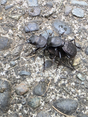 Greater Night-stalking Tiger Beetle photo 5
