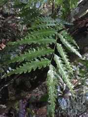 Sarcotoechia serrata