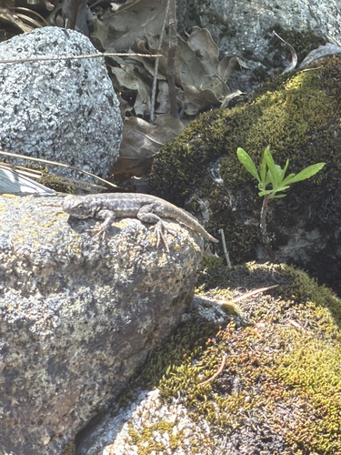 iNaturalist observation photo of Common Sagebrush Lizard