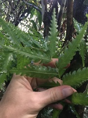 Sarcotoechia serrata