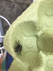 Nicrophorus humator