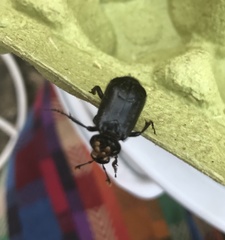 Nicrophorus humator