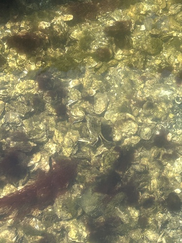 Blue Crab