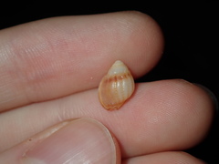 Nassarius jonasii