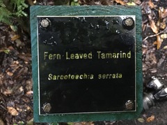 Sarcotoechia serrata