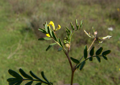 Hippocrepis multisiliquosa