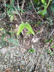 Dicranopteris linearis