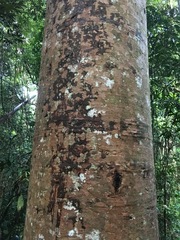 Agathis robusta