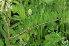 Astragalus uliginosus