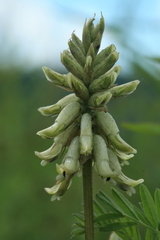 Astragalus uliginosus