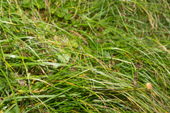 Carex frigida