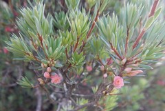 Brachyloma ericoides