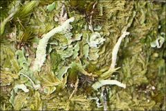 Cladonia rigida