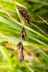 Carex frigida