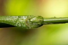 Carex frigida