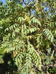Marcetella moquiniana