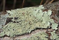 Flavoparmelia rutidota