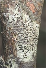 Halegrapha mucronata