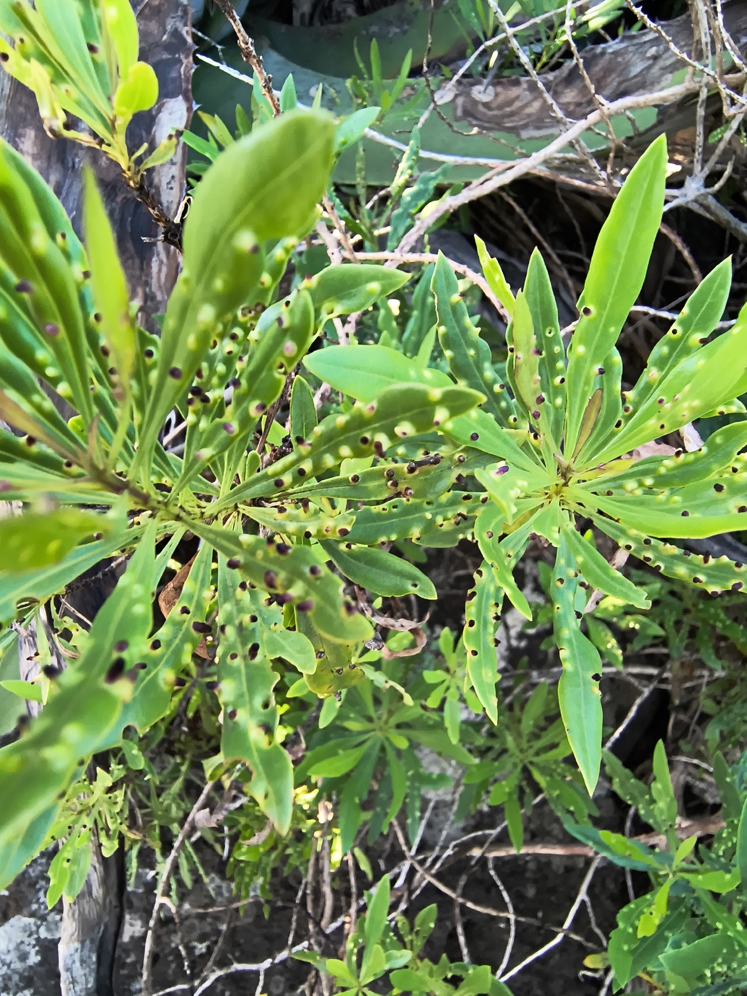 Cryptophyllaspis bornmuelleri