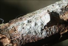 Pertusaria pertractata