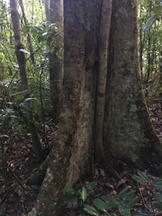 Canarium australasicum