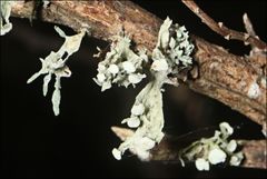 Ramalina inflata